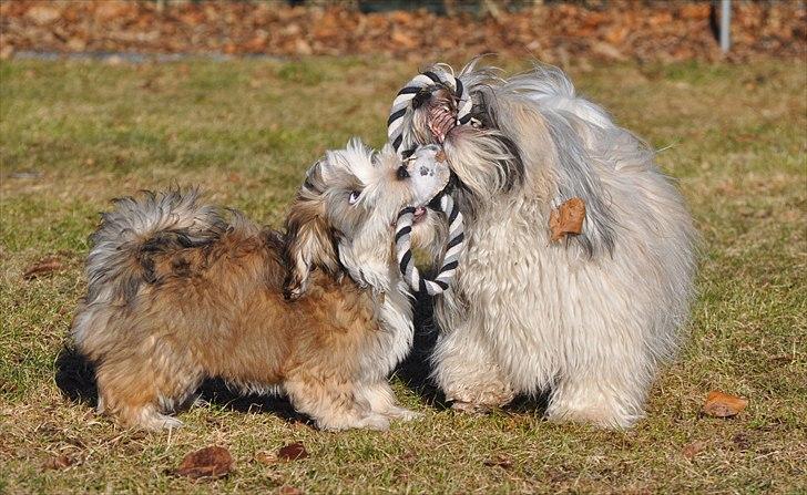 Bichon havanais Nicondoes Double-O-seven (Messie) billede 12