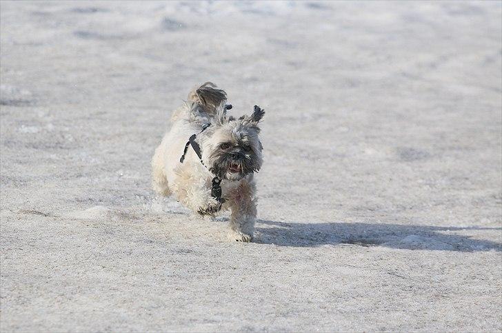 Lhasa apso Sofus billede 13