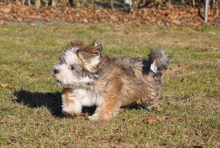 Bichon havanais Nicondoes Double-O-seven (Messie) billede 13