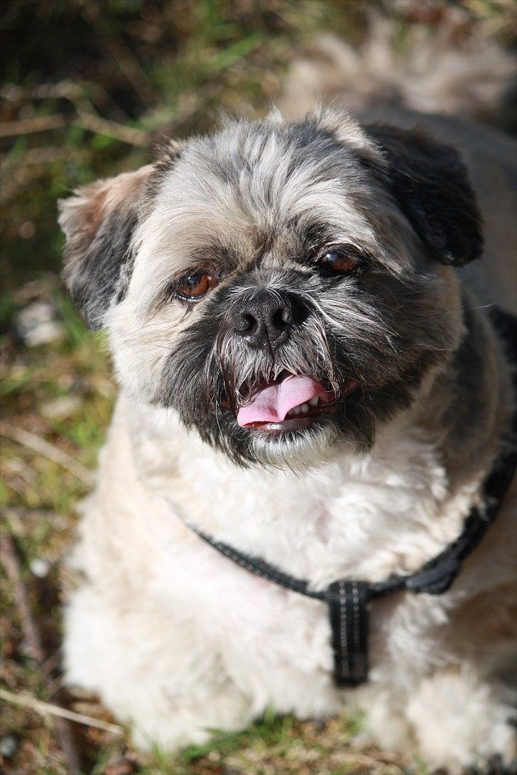 Lhasa apso Sofus billede 5