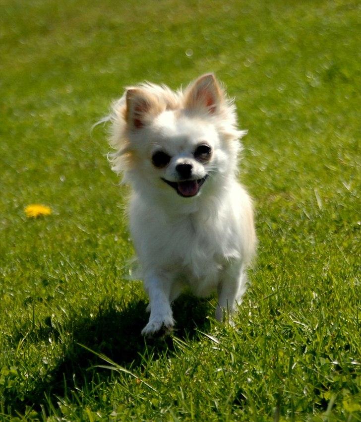 Chihuahua Daisy - Maj 2011 billede 13