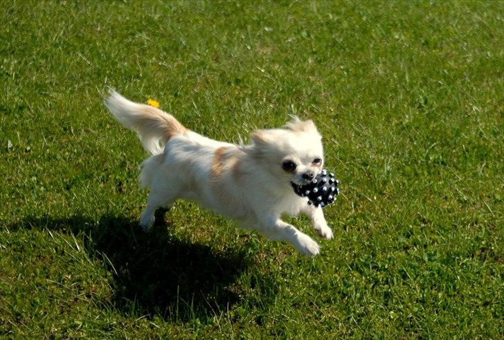 Chihuahua Daisy - Maj 2011 billede 14