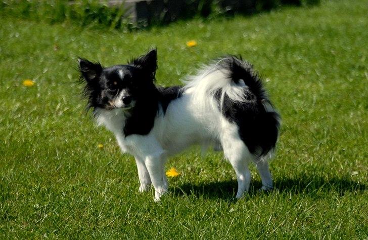 Chihuahua Harley - Maj 2011 billede 17