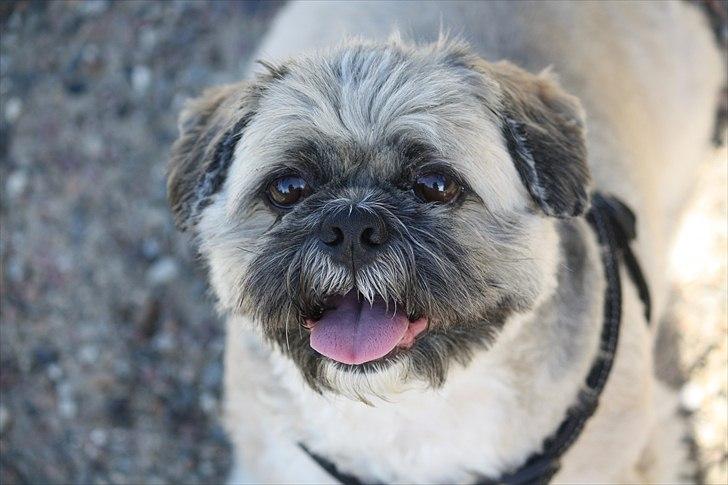 Lhasa apso Sofus billede 3