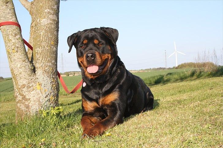 Rottweiler Haiki´s Aica - Aica, 25 mdr: billede 8