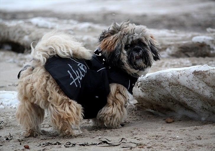 Lhasa apso Sofus billede 11