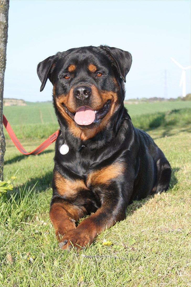 Rottweiler Haiki´s Aica - Aica, 25 mdr: billede 1