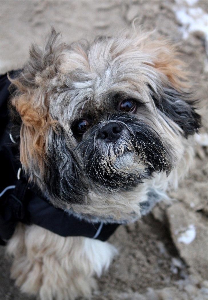 Lhasa apso Sofus billede 2