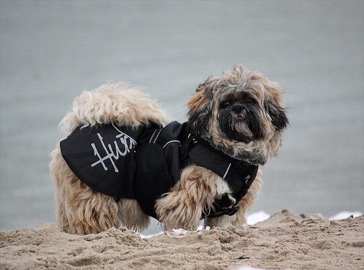 Lhasa apso Sofus billede 4