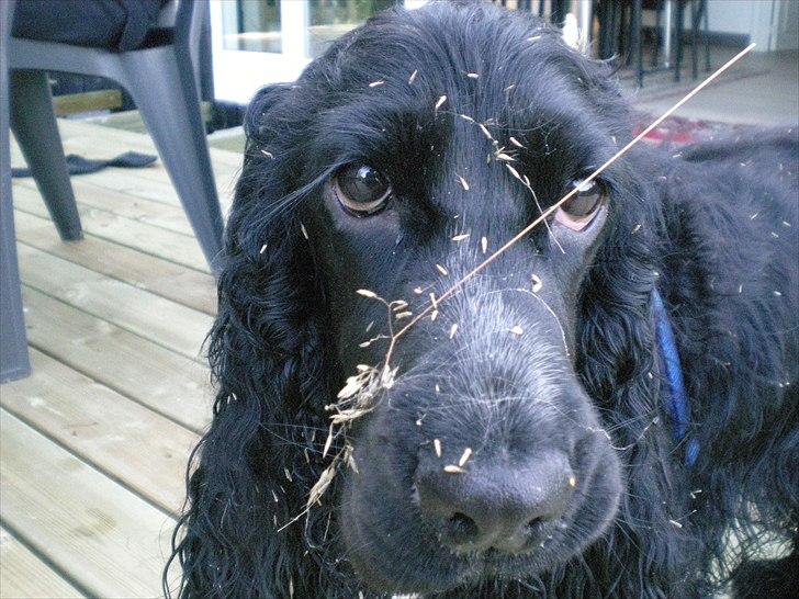 Cocker spaniel Terle - Elllsker bare at gå med snuden i det høje græs :o) billede 5