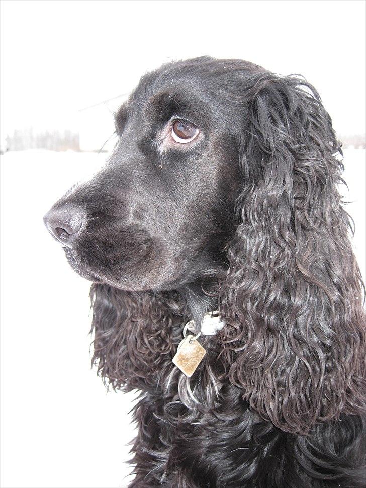 Cocker spaniel Terle billede 3