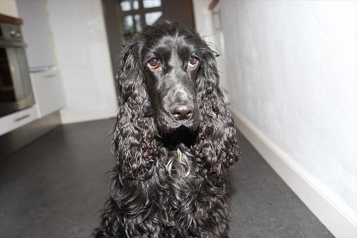 Cocker spaniel Terle - Hej
Og velkommen til min profil billede 1