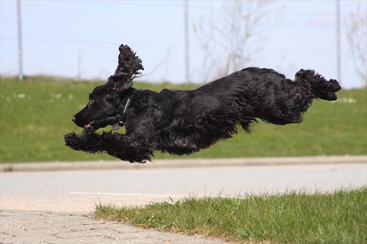 Cocker spaniel Terle - Wee, jeg flyver billede 4
