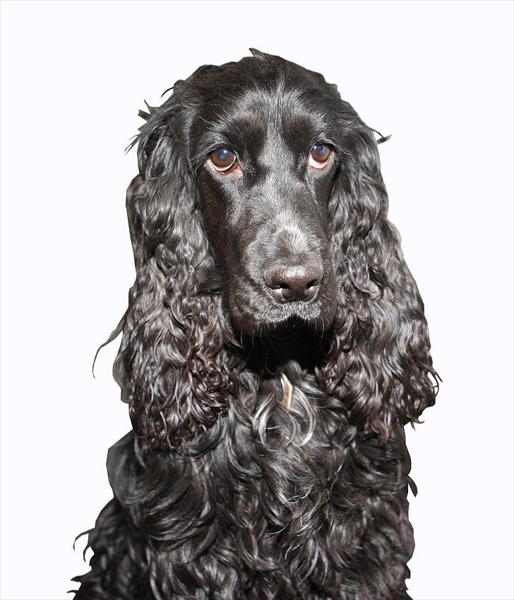 Cocker spaniel Terle billede 2