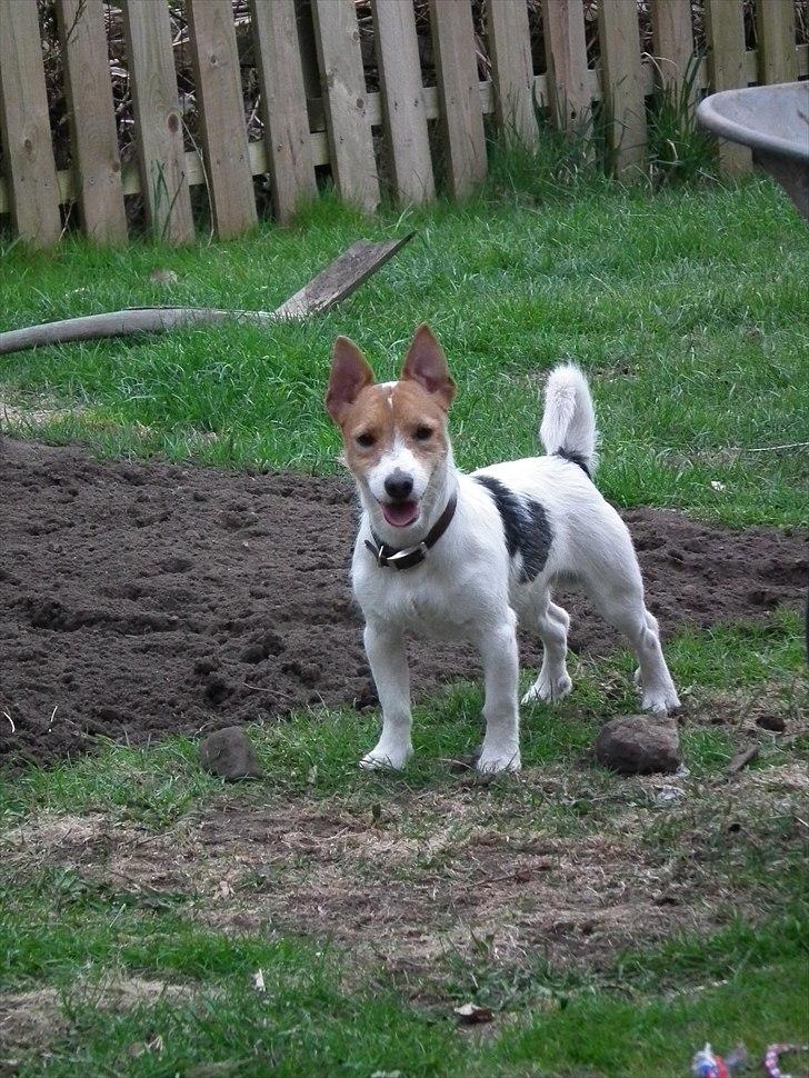 Jack russell terrier Max - "Sagde, du noget?" billede 1
