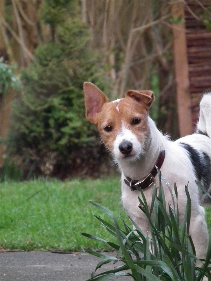Jack russell terrier Max billede 2