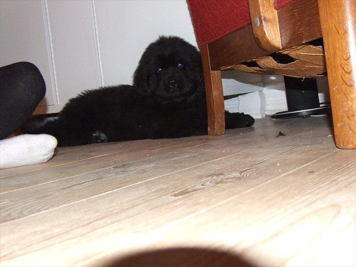 Newfoundlænder Aslan (Newf-line) billede 19