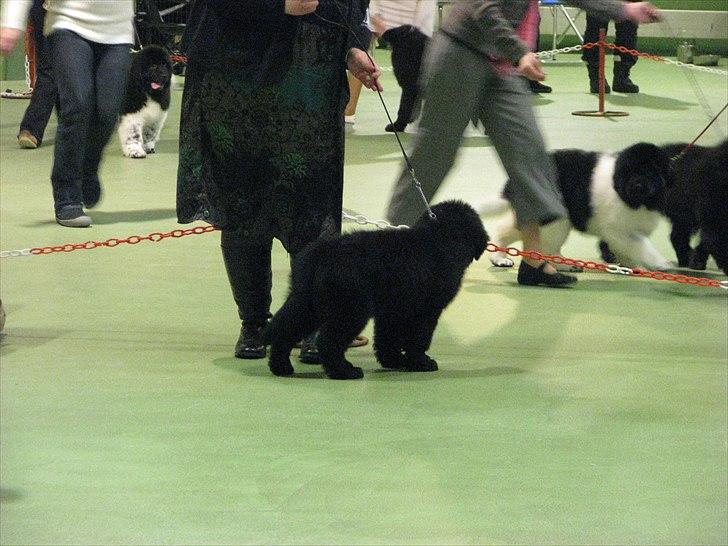 Newfoundlænder Aslan (Newf-line) billede 17