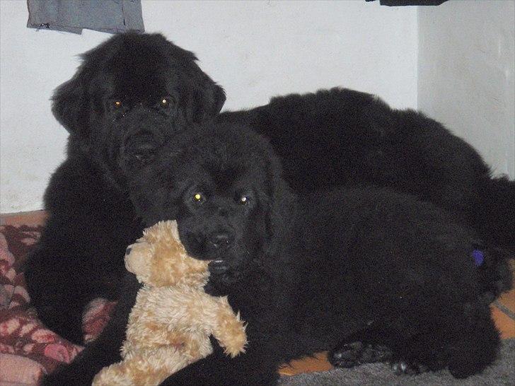 Newfoundlænder Aslan (Newf-line) - Bamse :D billede 14