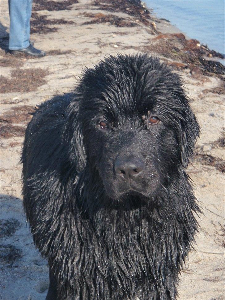 Newfoundlænder Aslan (Newf-line) billede 15