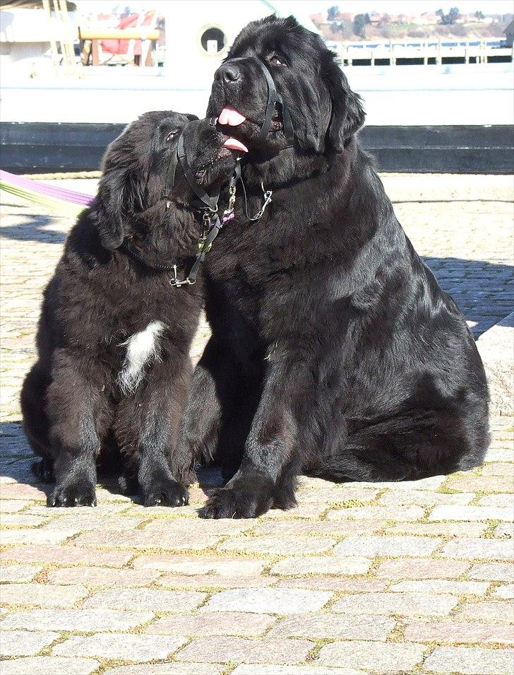 Newfoundlænder Aslan (Newf-line) billede 10