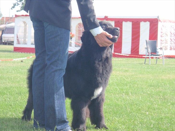 Newfoundlænder Aslan (Newf-line) billede 12
