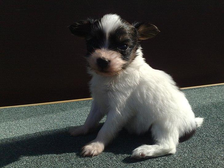 Papillon NA´s Molly billede 2