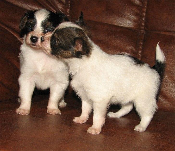 Papillon NA´s Molly billede 3