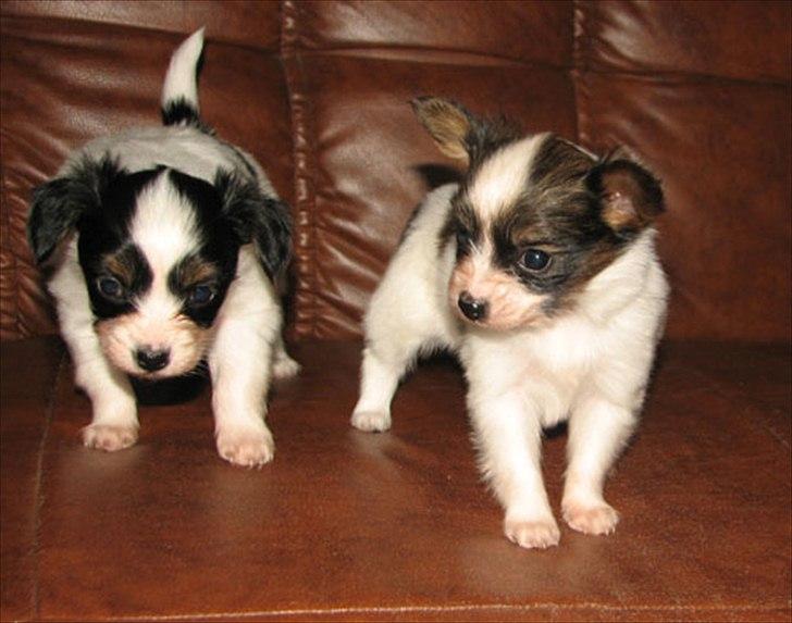 Papillon NA´s Molly billede 4