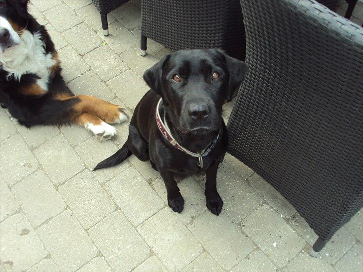 Labrador retriever Nikoline billede 9