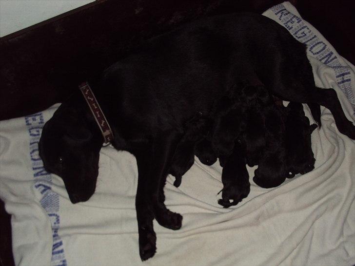 Labrador retriever Nikoline billede 10