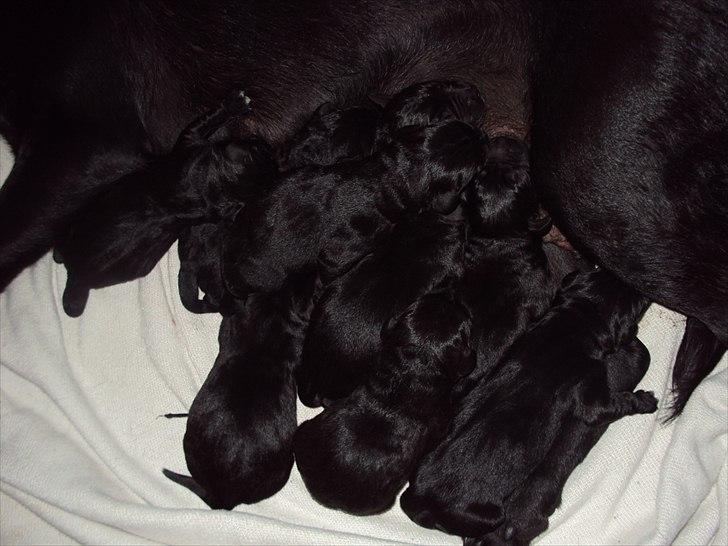 Labrador retriever Nikoline billede 11