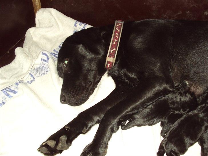 Labrador retriever Nikoline billede 12