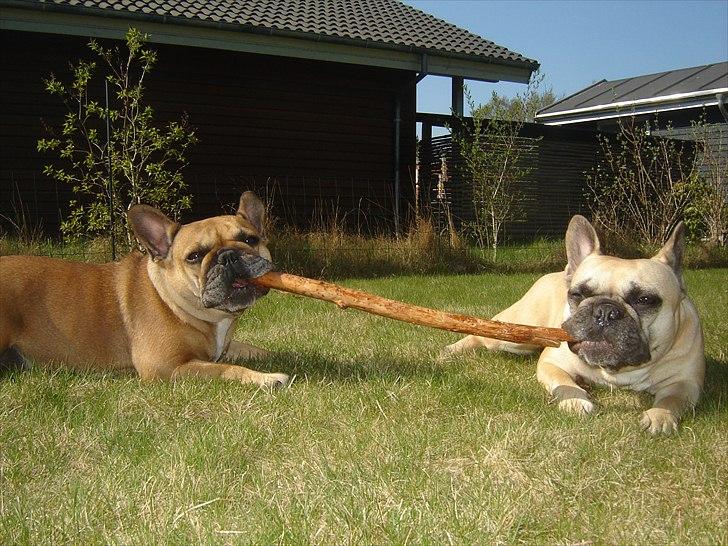 Fransk bulldog Lesley-Carla - Carla og Molly billede 1