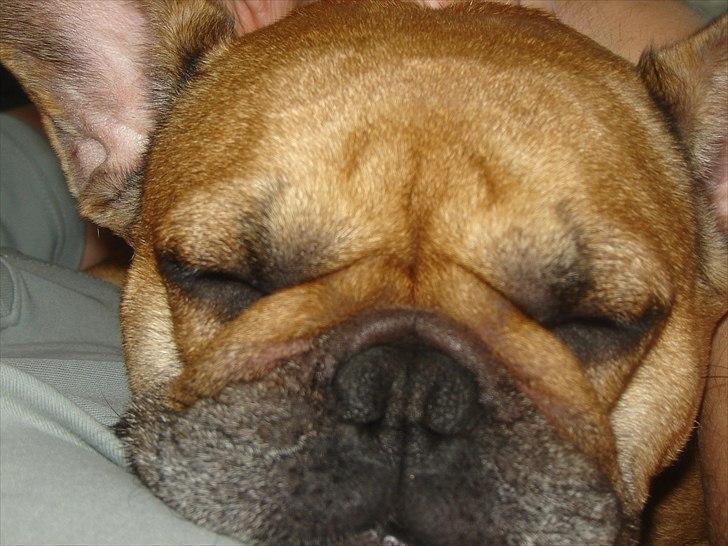 Fransk bulldog Lesley-Carla - Carla billede 2