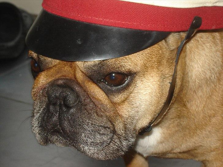 Fransk bulldog Lesley-Carla - Carla billede 4