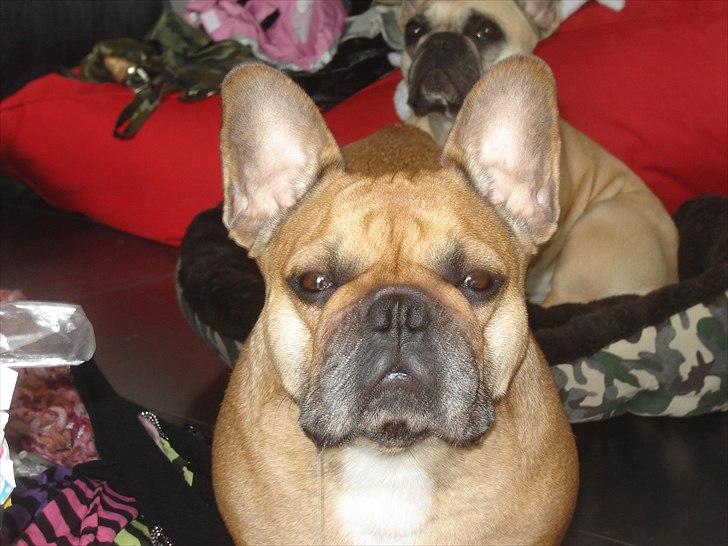 Fransk bulldog Lesley-Carla - Carla billede 5