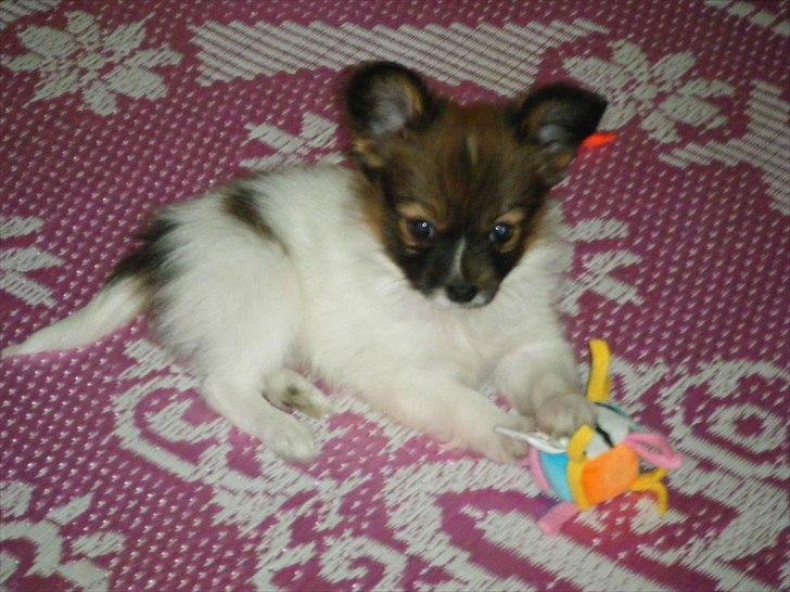 Papillon Asta billede 1