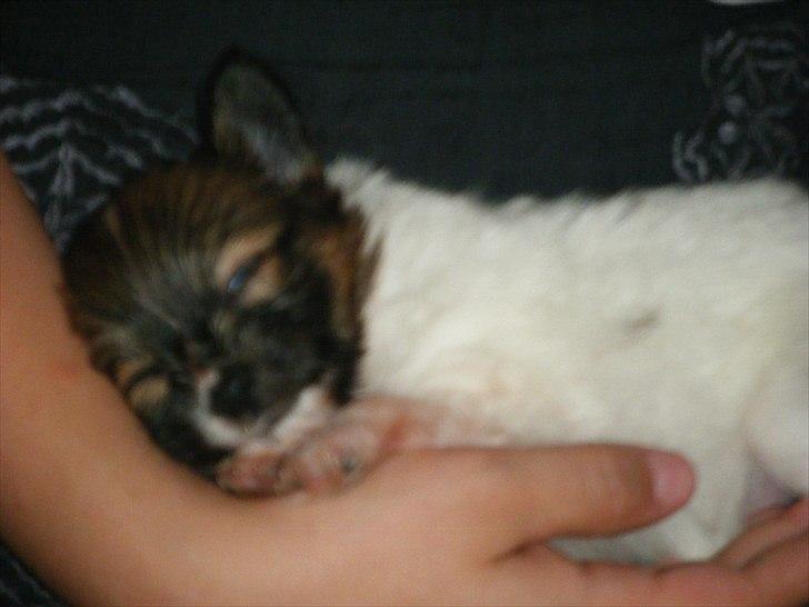 Papillon Asta billede 2