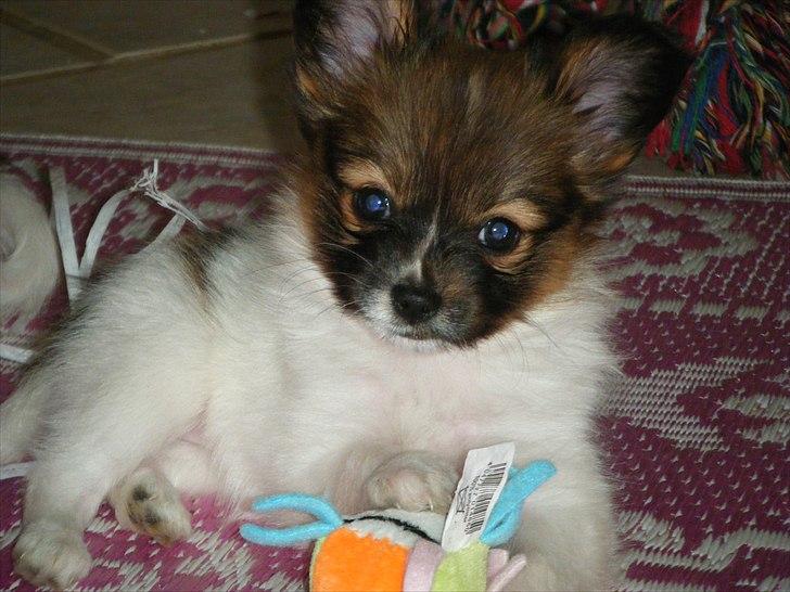 Papillon Asta billede 3