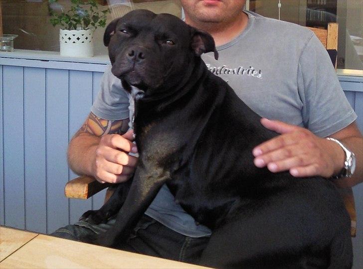 Staffordshire bull terrier Sif - En rigtig hygge prinsesse :-) billede 2