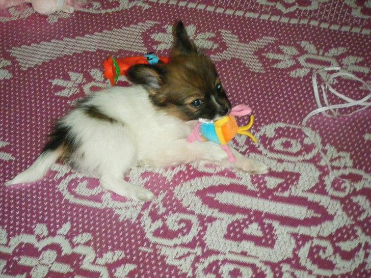 Papillon Asta billede 4