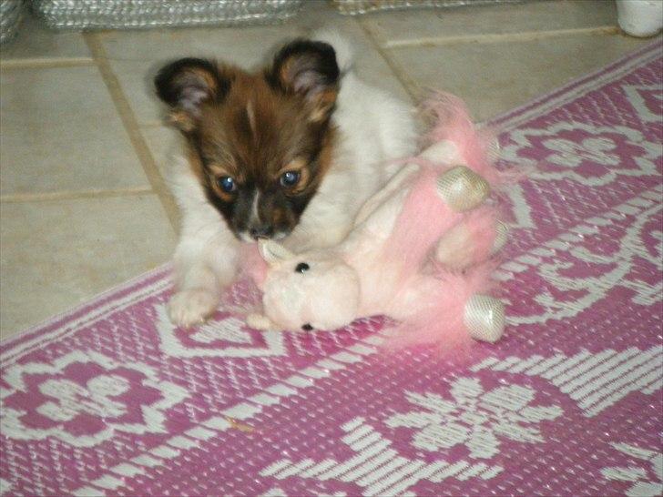 Papillon Asta billede 5