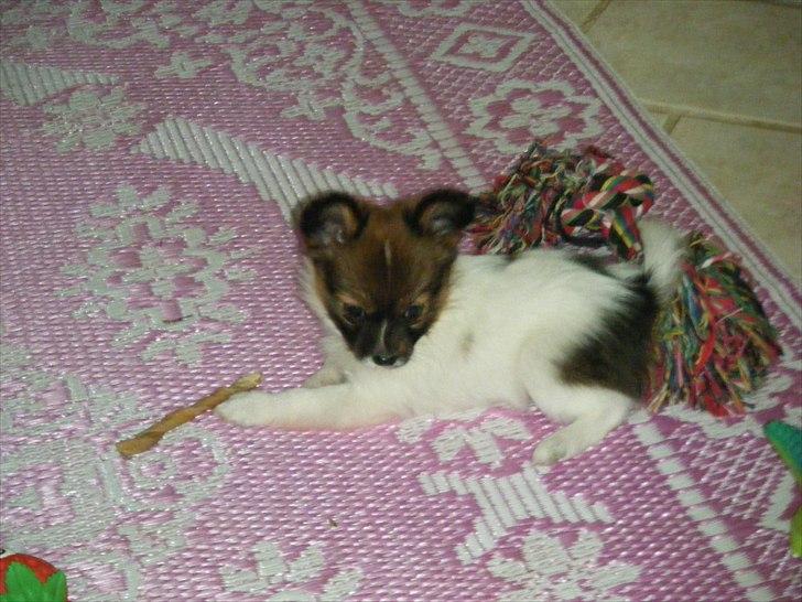 Papillon Asta billede 6