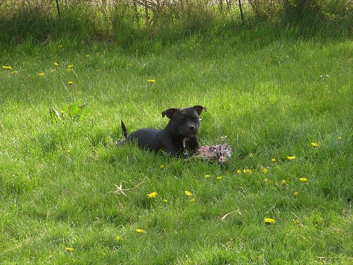 Staffordshire bull terrier Sif - lege??? ..... ANYONE.....? billede 1