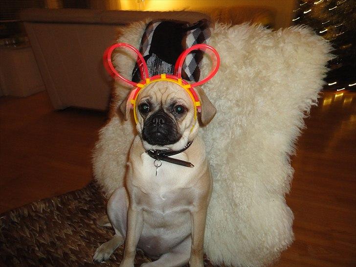 Blanding af racer Ziggi billede 15