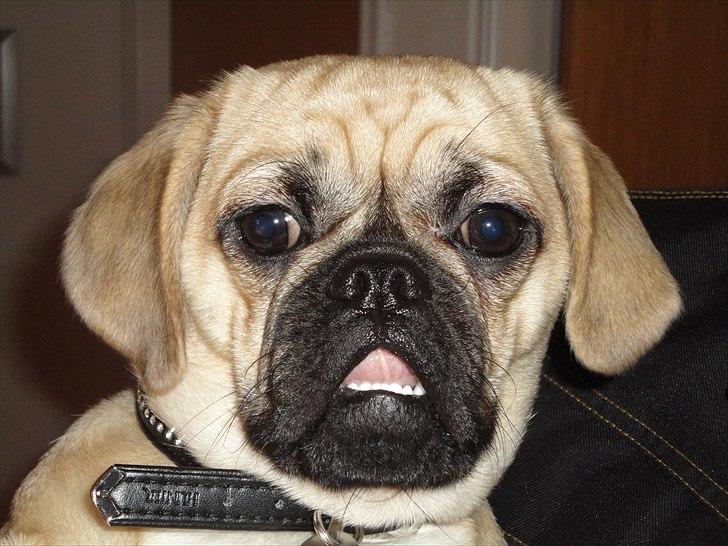 Blanding af racer Ziggi billede 16