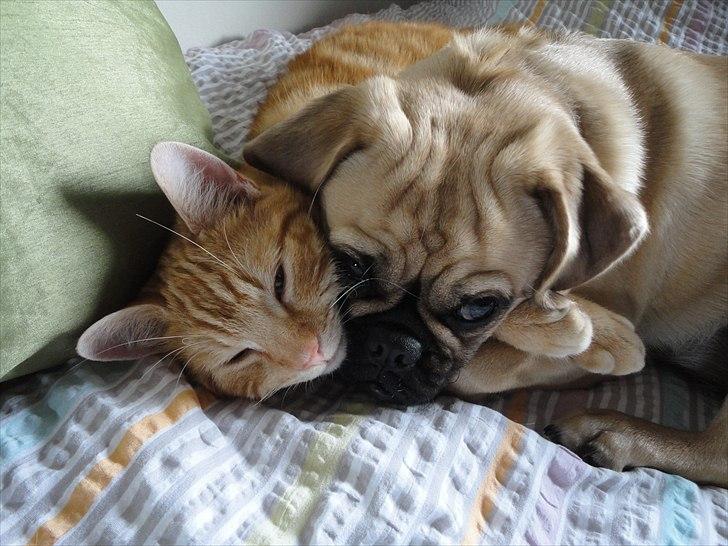 Blanding af racer Ziggi billede 17