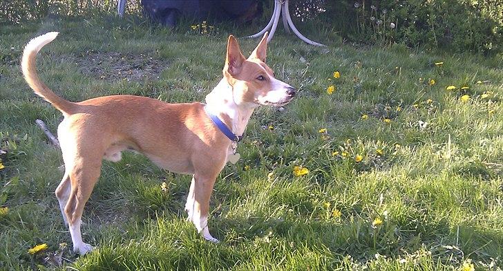 Blanding af racer Benjii billede 5