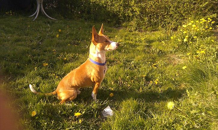 Blanding af racer Benjii billede 6